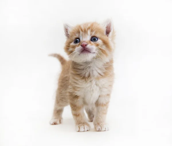 Zencefil yavru kedi, bir — Stok fotoğraf