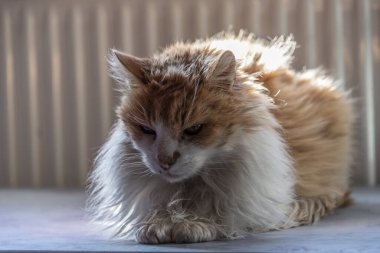 Yaşlı kedi pencerede güneşleniyor..