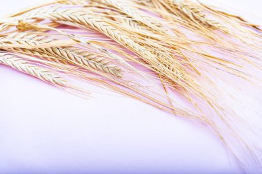 Pembe arka planda kurutulmuş buğday kümesi.