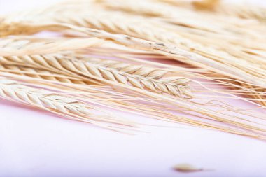 Pembe arka planda kurutulmuş buğday kümesi.