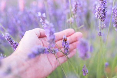 Alacakaranlıkta lavanta tarlaları Brihuega kasabasında hasat edilmeden önce.