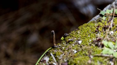Işık kirliliğinin yan etkileri, ateş böcekleri gibi böceklerin nesli tükeniyor ya da yok olma aşamasındalar..