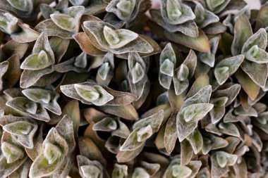 Kaktüs bitkilerinin zenital düzlemi duvar kağıdı için geçerlidir.