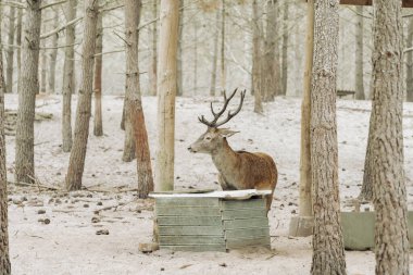 Geyik ormanda su içiyor.