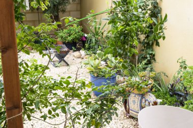 İran yarımadasının doğu kısmının tipik bahçesi, Akdeniz bahçesi..