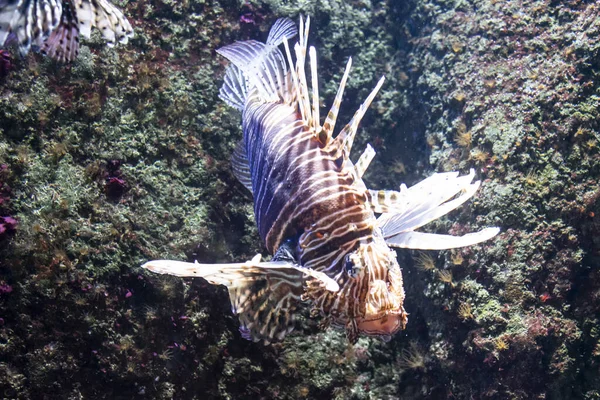 동물원에서 멸종 위기에 처한 종을 돌보고 있다. 방첩 물고기의 근접 사진. — 스톡 사진