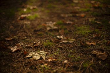Düşen çok sayıda yaprak ya da sonbahar yaprakları bazı çimenlerin ve kuru çam iğnelerinin arasında güneş ışığı altında dinlenir.