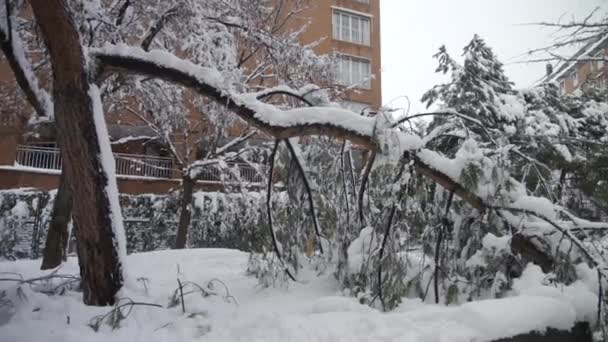 Pan Πλάνο Των Πεσόντων Δέντρων Που Κατέρρευσε Κάτω Από Βάρος — Αρχείο Βίντεο