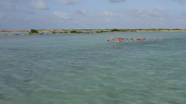 Bonaire Caribbean Netherlands Aerial Flyg Lågt Runt Flamingos Landning Och — Stockvideo
