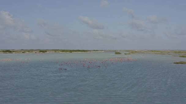 Bonaire Caribbean Olanda Aerial V24 Panning Jurul Flamingo Iaz Ianuarie — Videoclip de stoc