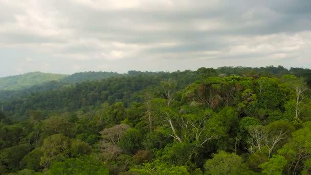 Kosta Rika Havayolları V15 Yoğun Ormanların Üzerinde Alçaktan Uçuyor Büyük — Stok video