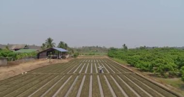 Thung Pi Tayland Havacılık V14 sel ekinlerinin üzerinde uçuyor köy manzarası etrafında dönüyor - Mart 2018