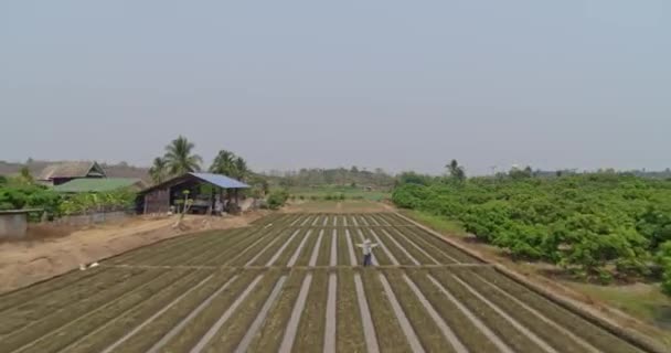 Thung Thailand Aerial V14 Vuelo Recto Bajo Sobre Los Cultivos — Vídeos de Stock