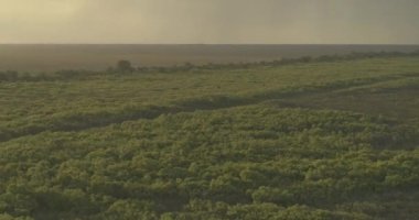 Everglades Florida Havacılık V8, Everglades Ulusal Parkı 'nın görüntüsünü, ufuktaki yağmurla birlikte yukarı doğru eğdi.
