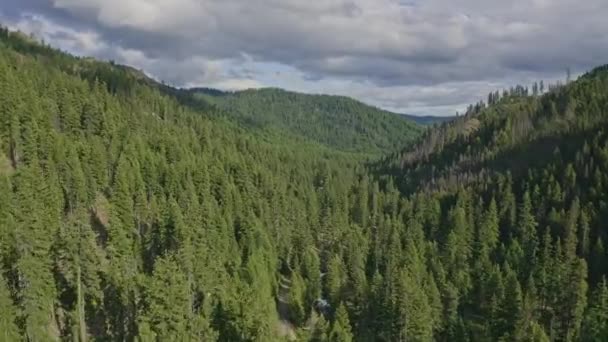 Teanaway Forest Washington Aerial Tiro Ojo Pájaro Bajo Bosque Coníferas — Vídeo de stock