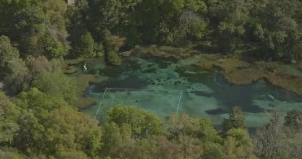 Gökkuşağı Springs Florida Havacılık Nehir Boyunca Yüzme Alanı Boyunca Eğik — Stok video