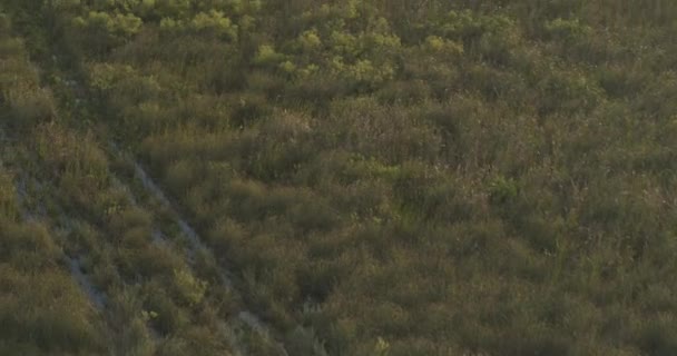 エバーグレーズフロリダ州エバーグレーズ国立公園の自然の地域にある泥運河の空中V3鳥の目 ダイナミックなショットを傾ける Dji Inspire 2020年3月 — ストック動画