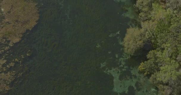 Gökkuşağı Springs Florida Havacılık Eyalet Parkındaki Nehir Boyunca Kuş Bakışı — Stok video