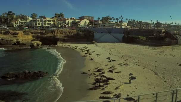 Volando sobre focas en la playa — Vídeo de stock