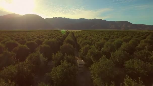 Huertos de pomelo en California Sur — Vídeo de stock