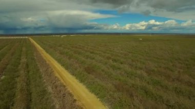 Kaliforniya bahçeleri üzerinde uçan