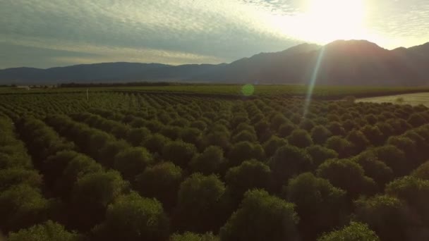 Grapefruit orchards in Southern California — Stock Video