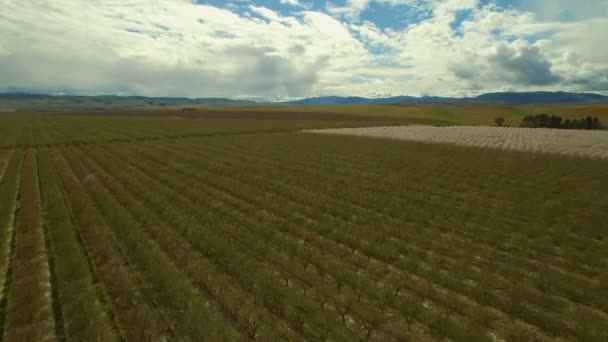 Volar sobre huertos en California — Vídeo de stock