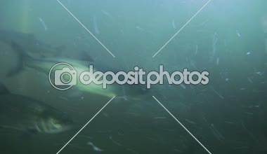 Chinook somon balık merdiven Seattle geçmekte.