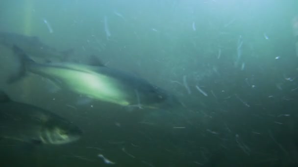 Σολομός Σινούκ, καθώς διέρχεται από ψάρια σκάλα στο Σιάτλ. — Αρχείο Βίντεο
