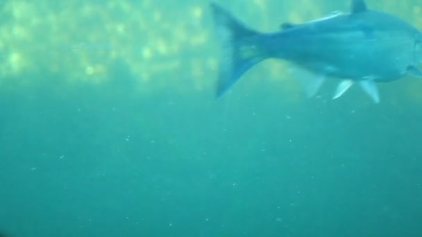 Salmone Chinook passando attraverso la scala di pesce a Seattle . — Video Stock