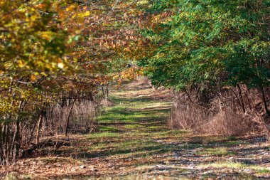 Altın sonbahar, yazın sonbaharla buluştuğu yer, orman.