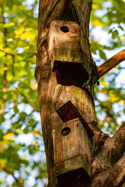 Oude Vogelhuisjes Het Bos Waar Kleine Vogels Leven — Stockfoto