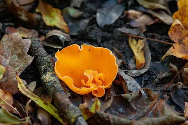 Aleúria Cor Laranja Cogumelo Com Uma Muito Cor — Fotografia de Stock