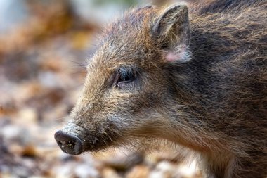 Sonbahar ormanında küçük bir yaban domuzu