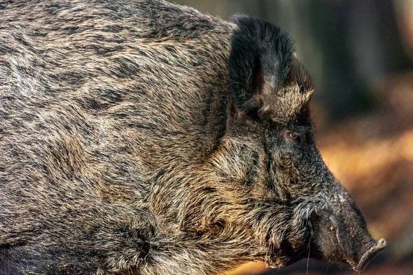 Big Wild Vildsvin Höstskogen — Stockfoto