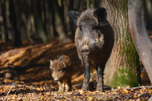 Big Wild Boar Autumn Forest — Stock Photo, Image