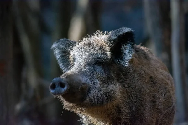 Big Wild Vildsvin Höstskogen — Stockfoto