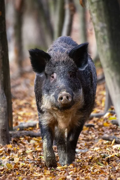 Big Wild Boar Autumn Forest — Stock Photo, Image