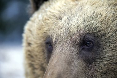 Kahverengi ayı kış ormanında