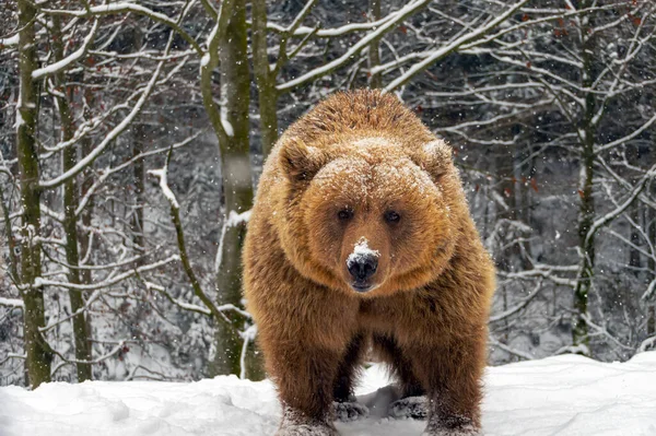 Urso Marrom Floresta Inverno — Fotografia de Stock