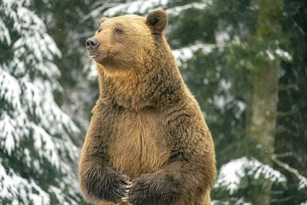 Urso Marrom Floresta Inverno — Fotografia de Stock