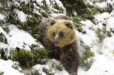Kahverengi ayı kış ormanında