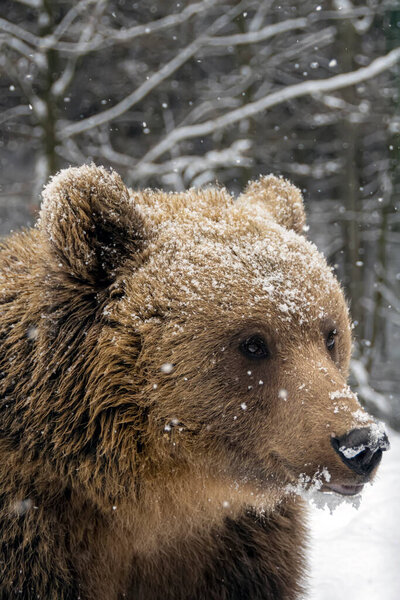 Путешественники на лошадях среди леса