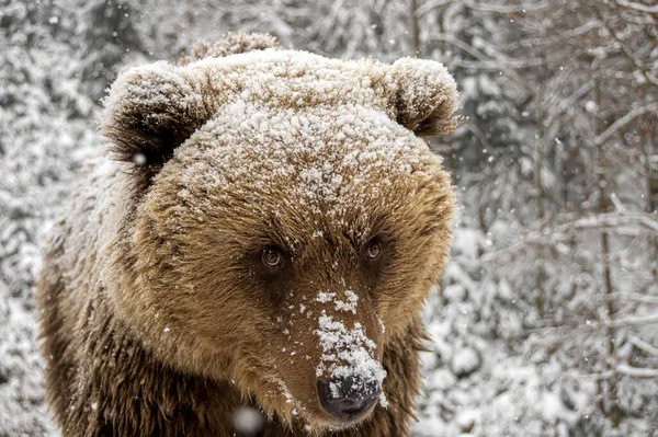 冬の森の熊 — ストック写真