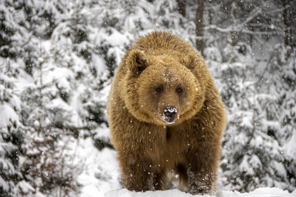 Urso Marrom Floresta Inverno — Fotografia de Stock