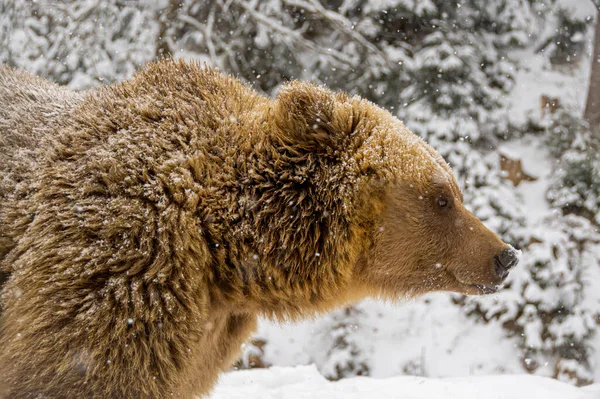 Urso Marrom Floresta Inverno — Fotografia de Stock