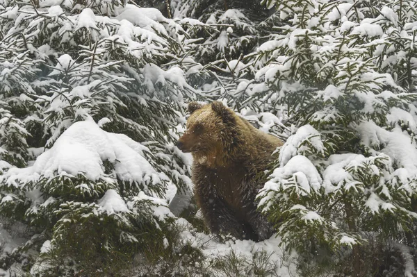 Urso Marrom Floresta Inverno — Fotografia de Stock