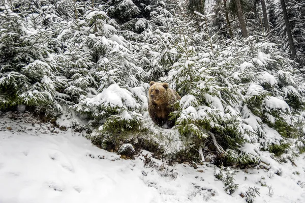冬の森の熊 — ストック写真