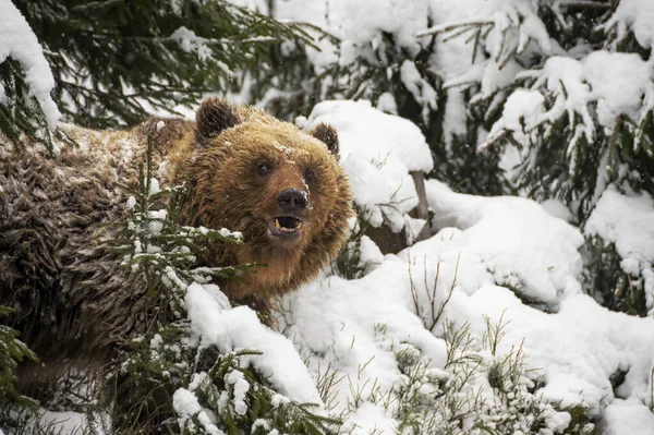 Urso Marrom Floresta Inverno — Fotografia de Stock