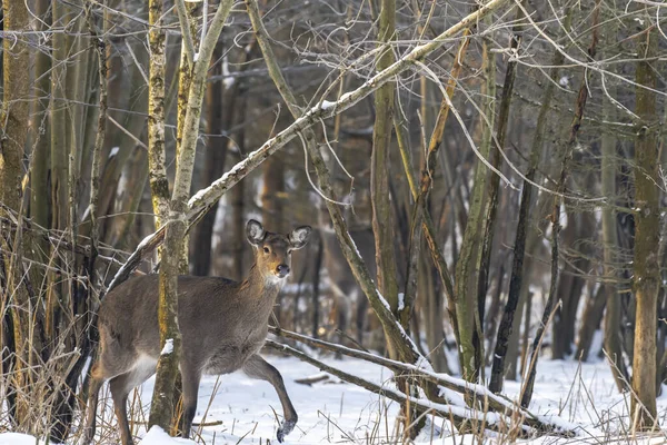 Ciervo Salvaje Bosque Invierno Naturaleza — Foto de Stock